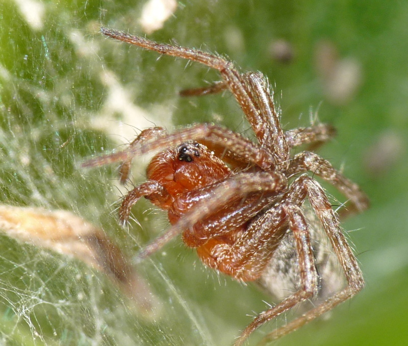 Agelena sp.